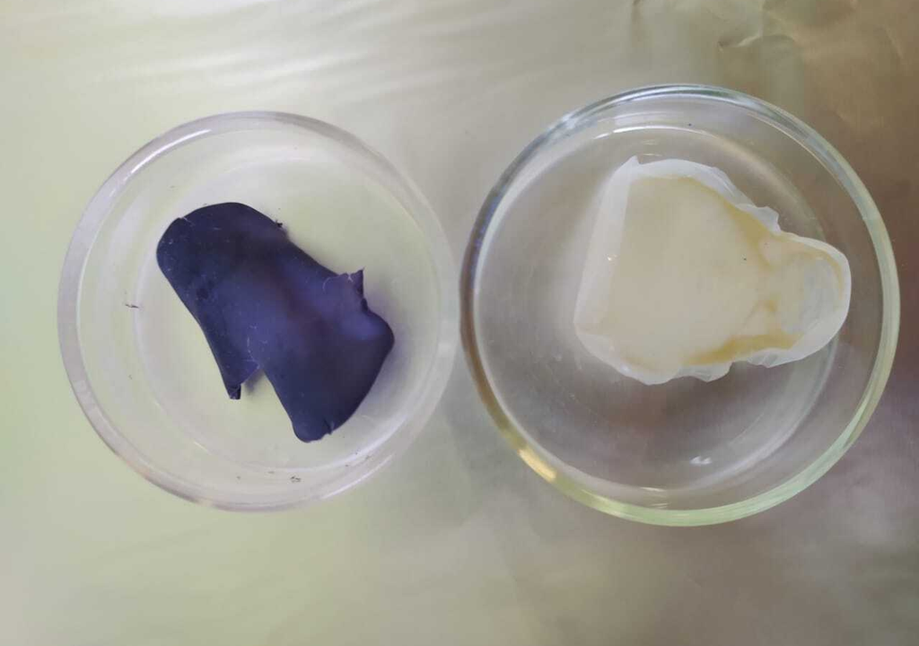 Film de bioplásticos de polihidroxinutirato (PHB) integrado con violaceina (izquierda) y PHB (derecha) obtenidos a partir de Janthinobacterium sp. Foto: Núcleo BioGem.