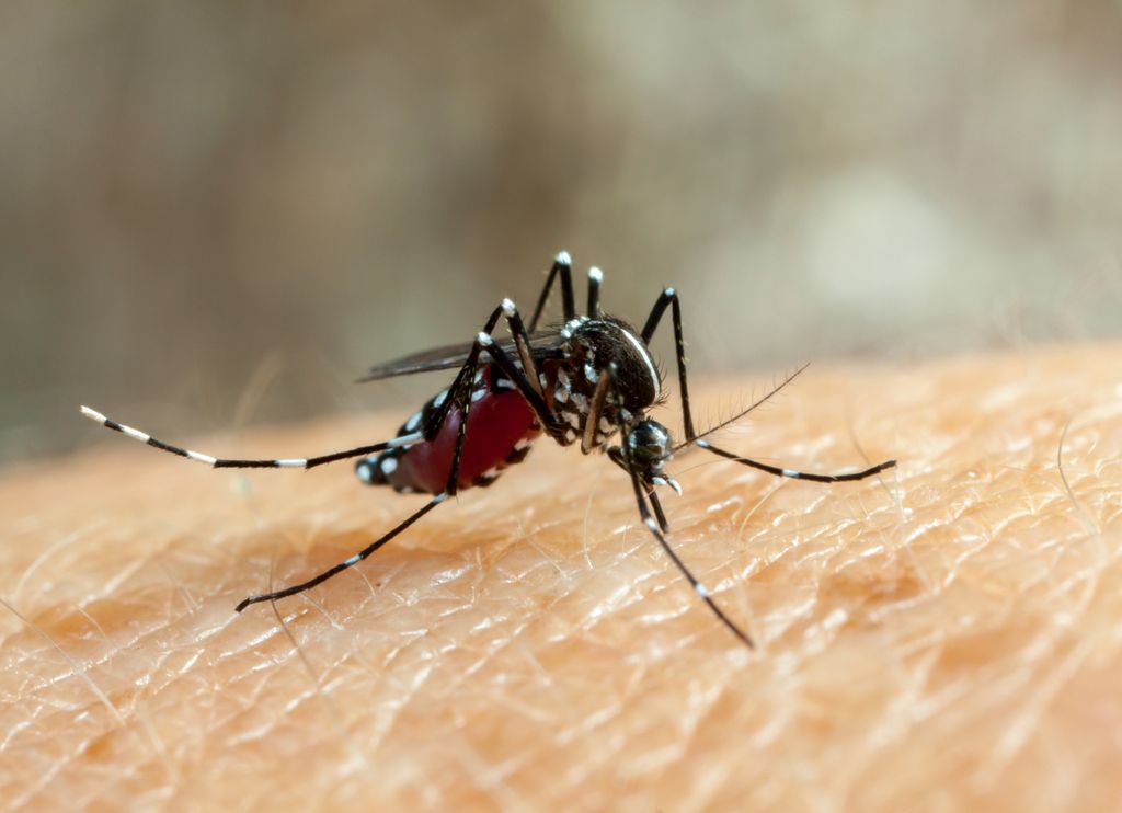 dengue crise brasil