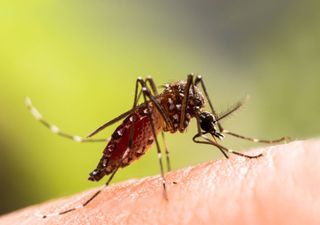 Dengue e malária propagam-se pela Europa devido à crise climática