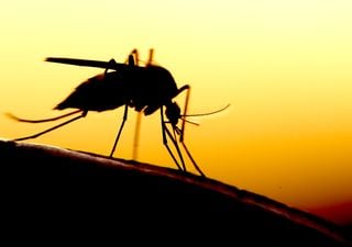 Dengue and Zika: research released that could save the lives of millions