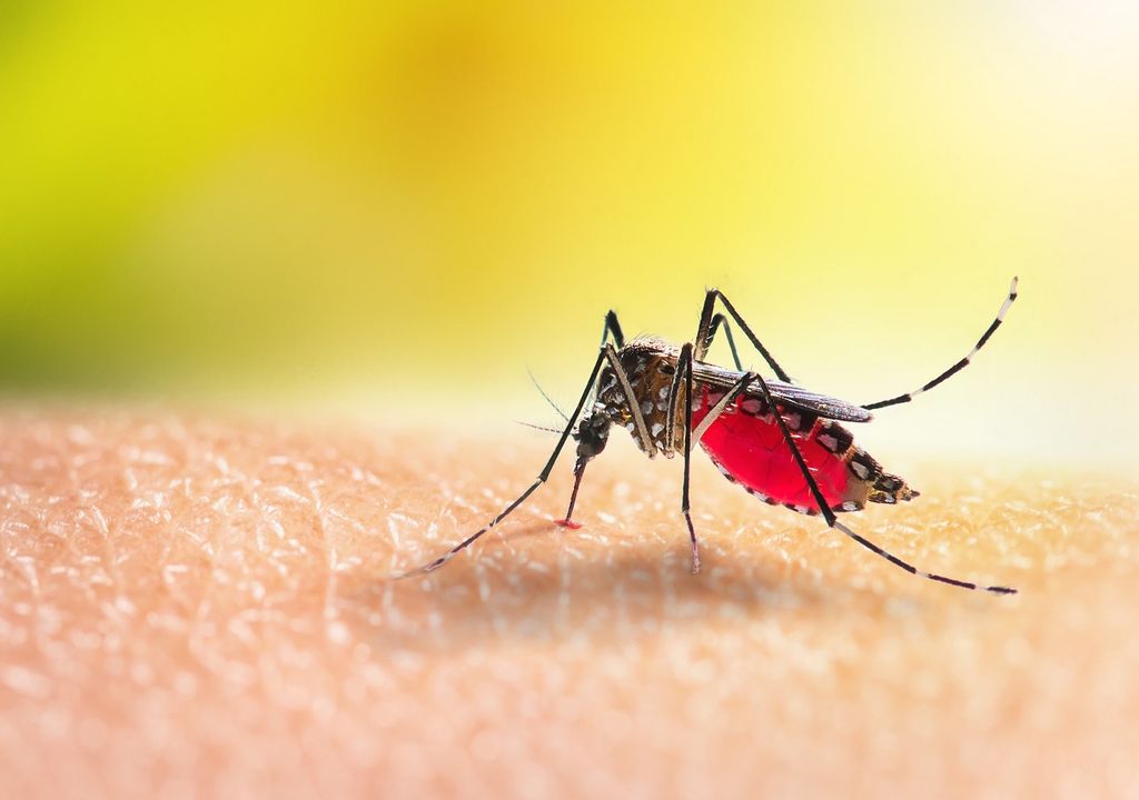 dengue chikungunya argentina aumento de casos fiebre síntomas