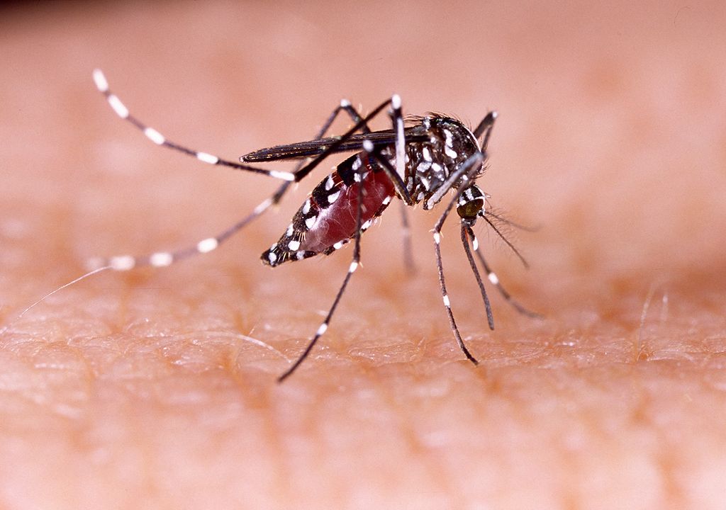 dengue chikungunya argentina aumento de casos fiebre síntomas dengue chikungunya argentina aumento de casos fiebre síntomas