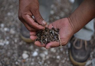 Denuncian ecocidio por parte de empresa extranjera por muerte masiva de abejas en Tizimín, Yucatán