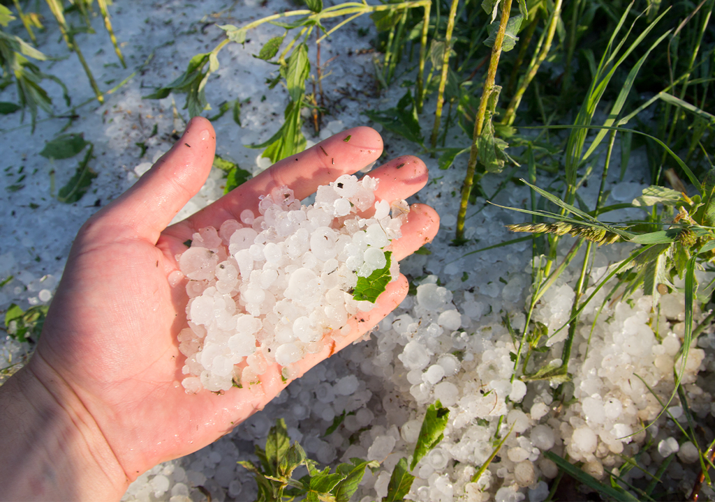 El granizo es uno de los fenómenos meteorológicos más dañinos para la agricultura, ya que impacta directamente sobre los cultivos con fuerza. Puede provocar golpes en frutos, rotura de hojas y tallos, e incluso la pérdida total de la cosecha en cuestión de minutos.