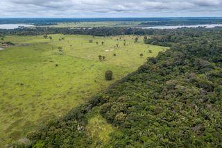 Exploração da floresta amazônica aumenta a vulnerabilidade ao fogo na estação seca, segundo estudo