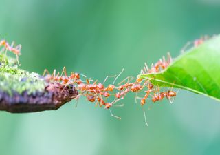 Después del avispón asiático, la hormiga roja de fuego ahora llega a Europa