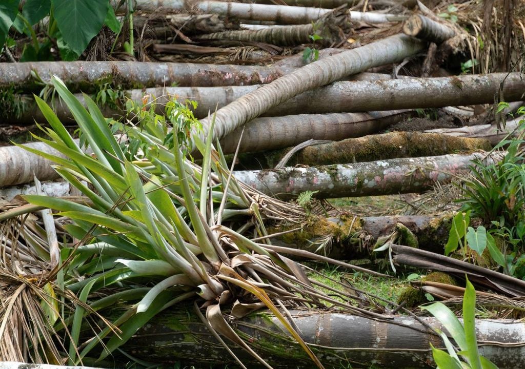 No setor florestal, várias organizações falam de “prejuízos que continuam a ser apurados à medida que avançam as operações de limpeza e avaliação no terreno”.