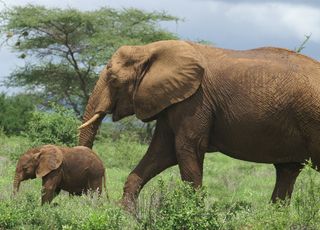 Éléphants d'Afrique : les femelles naissent sans défense !