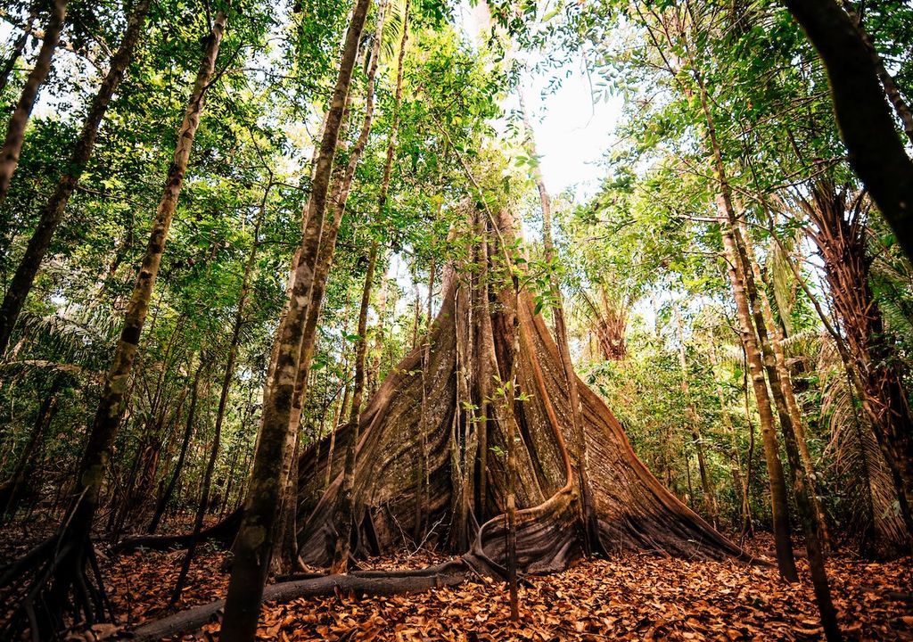 Regenwald,Amazonas, Grüne Lunge, Planeten Erde