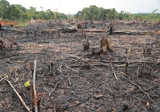 Schockierende Nachricht von Wetterexpertin Kathy Schrey: "Der Amazonas hat den kritischen Kipppunkt erreicht"