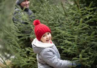 Der Baum, der Weihnachten überlebt: Wie Ihr Weihnachtsbaum bis Dreikönig frisch, grün und würdevoll bleibt