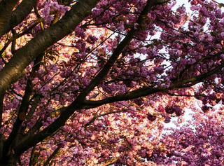 Der Charme des Frühlings: Wunderschöne Kirschblüten in diesem Garten, der aussieht wie in einem Disney-Film