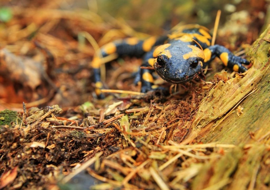 Feuersalamander