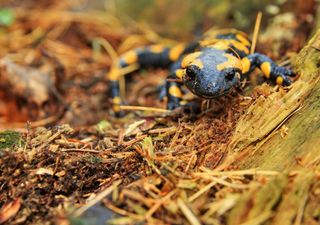 Der doppelte Schutz des Feuersalamanders: Darum gefährden veränderte Waldstrukturen das Überleben der Amphibie