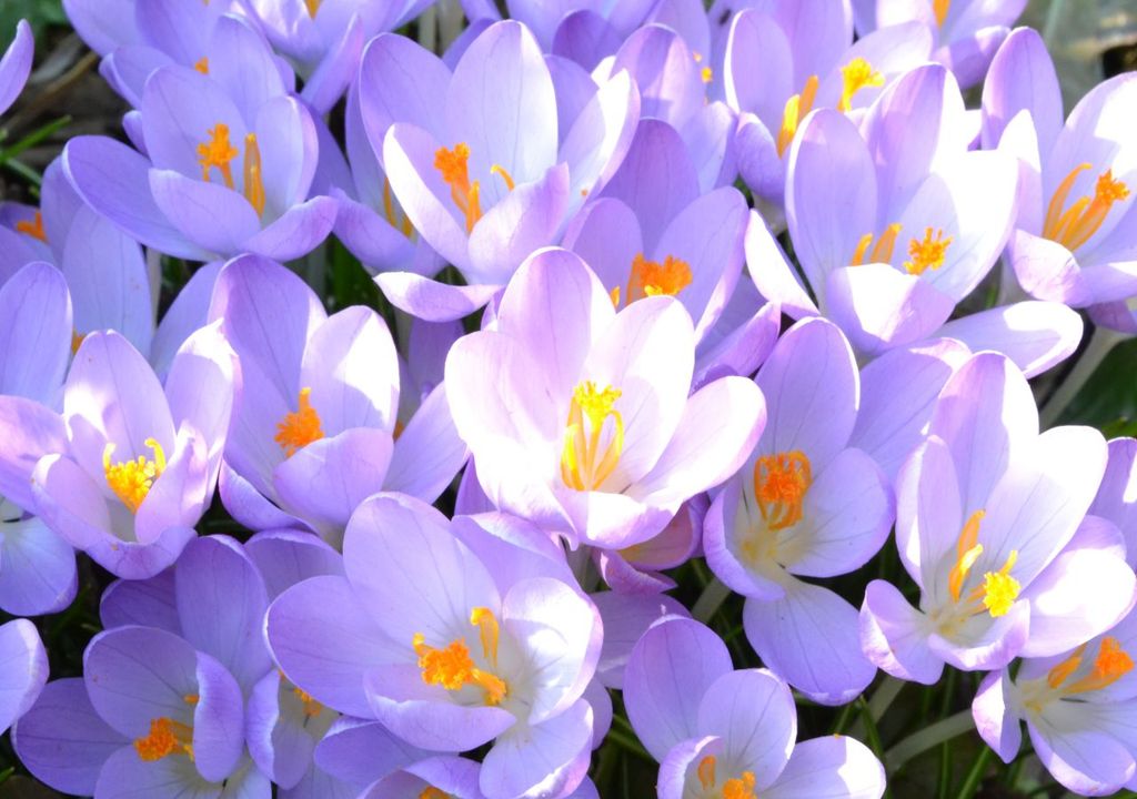 Frühling im Februar