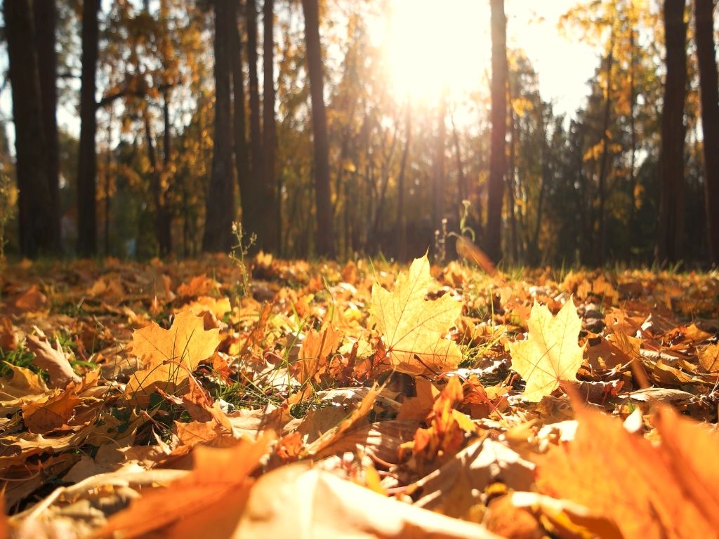 Goldener Oktober