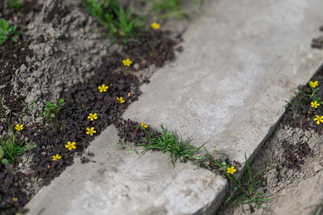 Seine hübschen Blüten spenden Trost, wenn die Verbreitung des Hornsauerklees außer Kontrolle geraten ist.