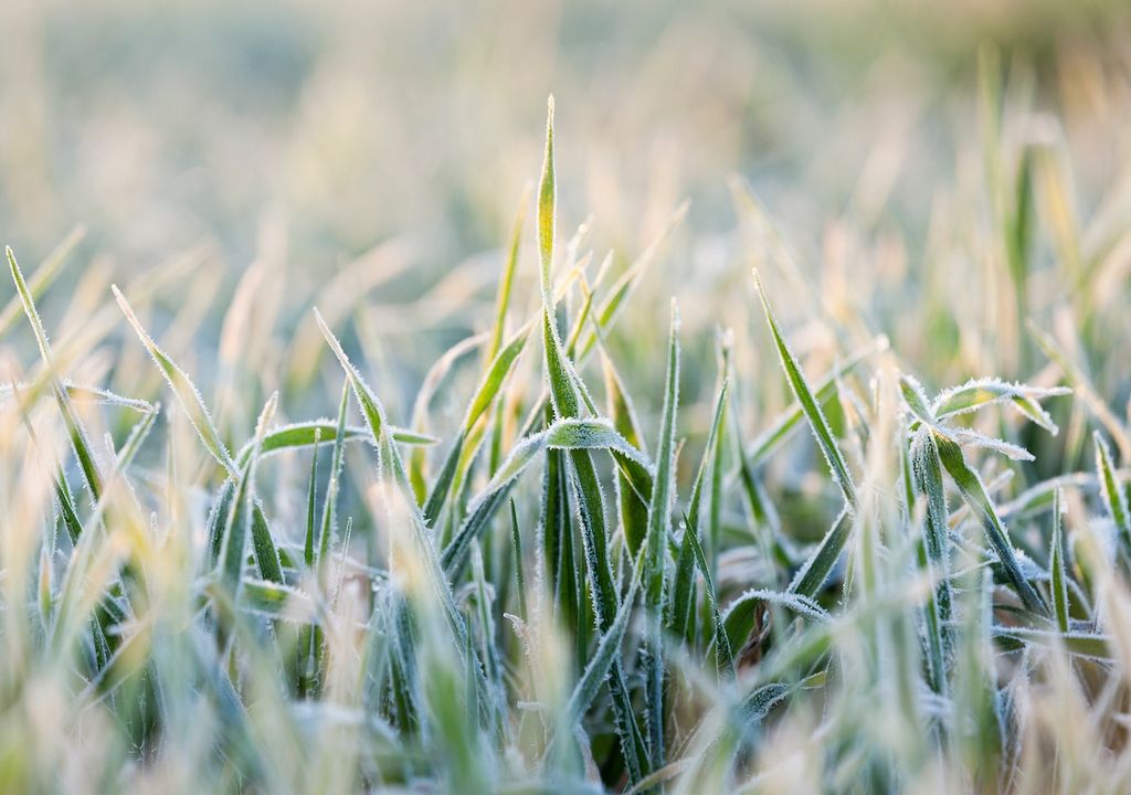 Frost, Rasen, Pflege Frost, Rasen, Pflege