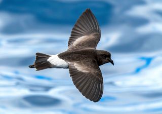 Der Mensch hat 600 Vogelarten ausgerottet und mit ihnen ihre Funktion in der Natur