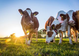 Der neue Trend zur Entspannung: Kühe kuscheln!