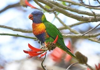 Der perfekte Stoffwechsel: Wie sich V&ouml;gel an ein Leben mit zuckerreicher Nahrung angepasst haben