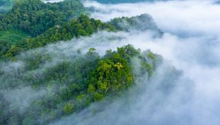 Der Schutz des Regenwaldes ist effektiver als Wiederaufforstung