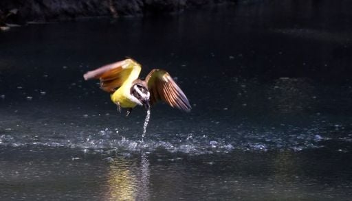 Der Schwarm lernt mit: Warum sich Fisch und Vogel in den mexikanischen Schwefelquellen ein ewiges Duell leisten