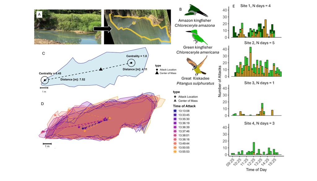 Die Interaktionen zwischen Raubtier und Beute wurden an vier Standorten gefilmt. Schwerpunkt waren drei Vogelräuber: der Amazonas-Eisvogel (Chloreceryle amazona), der Grüne Eisvogel (Chloreceryle americana) und der Schwefelmaskentyrann (Pitangus sulphuratus). Bild: Pacher et al., 2026