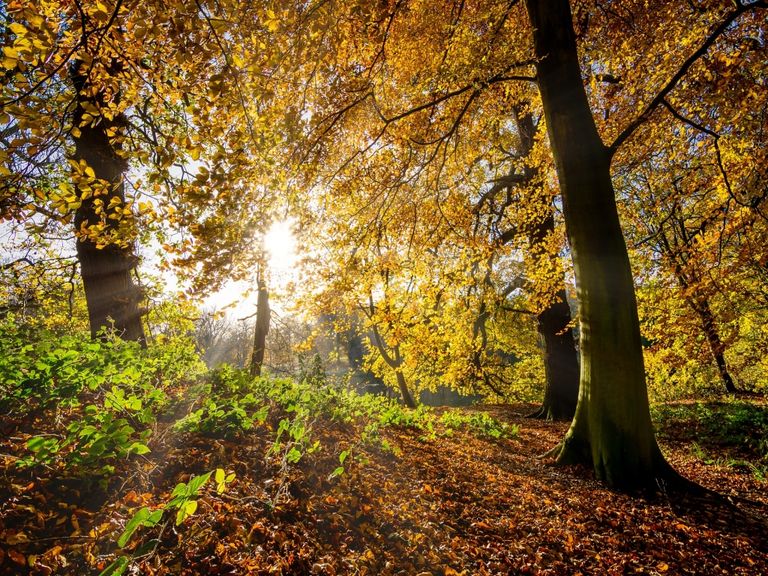 Altweibersommer Altweibersommer