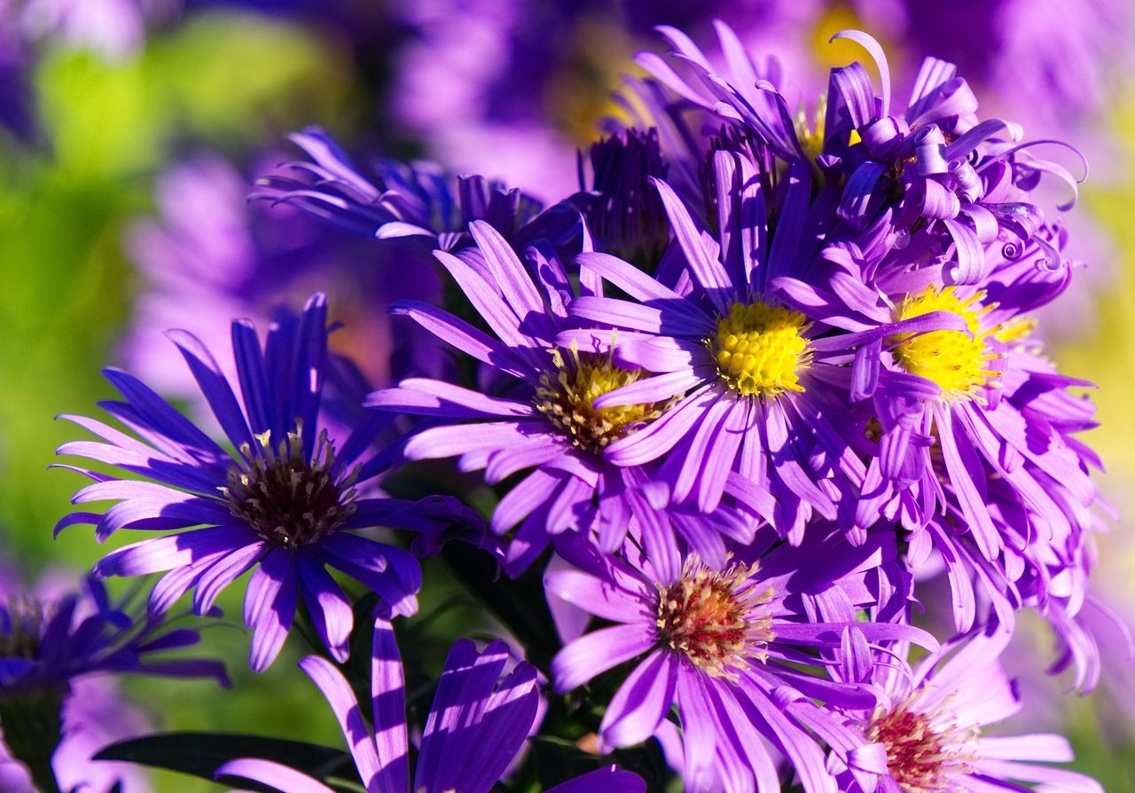 Die Aster ist der September-Star im Beet. Foto: Pixabay