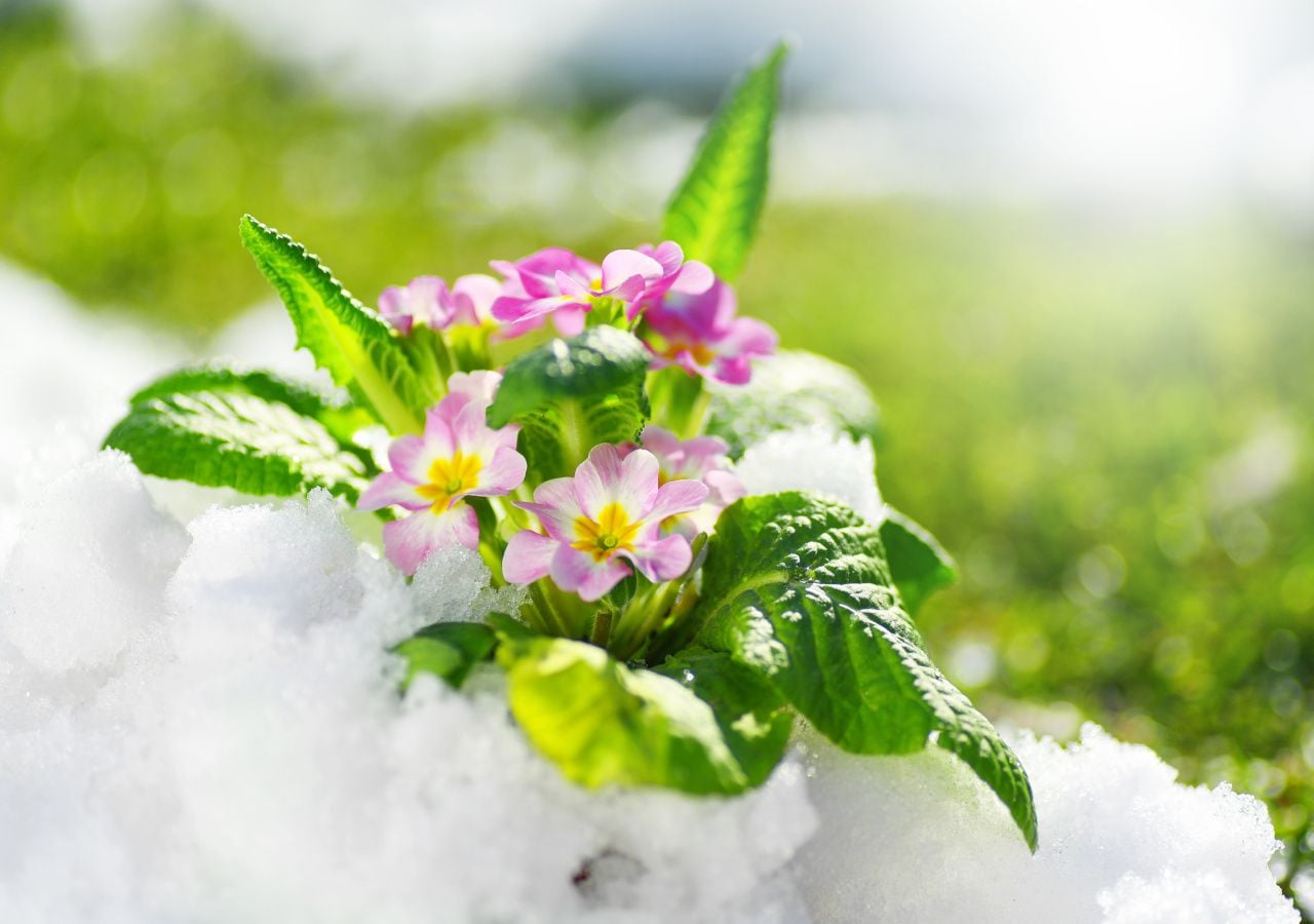 Im Winter brauchen manche Pflanzen besonderen Schutz