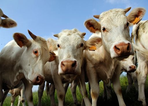 Dermatose nodulaire contagieuse en France : tout savoir sur cette maladie bovine ! Quels risques pour votre santé ?