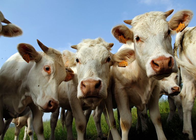 Dermatose nodulaire contagieuse en France : tout savoir sur cette maladie bovine ! Quels risques pour votre sant&eacute; ?