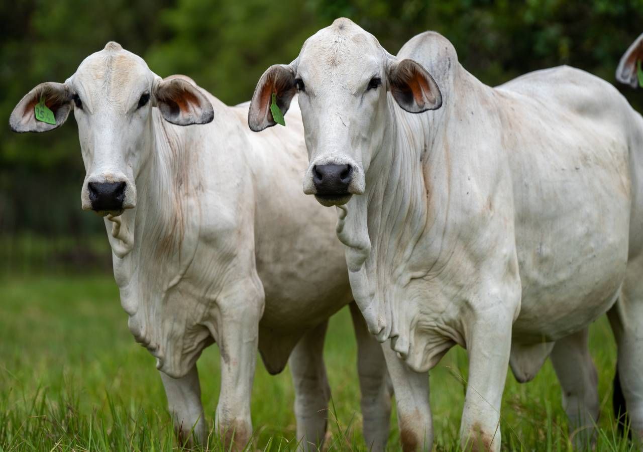A Federação Nacional das Cooperativas de Produtores Pecuários alerta para o risco acrescido da introdução da Dermatose Nodular Contagiosa dos bovinos em território nacional.