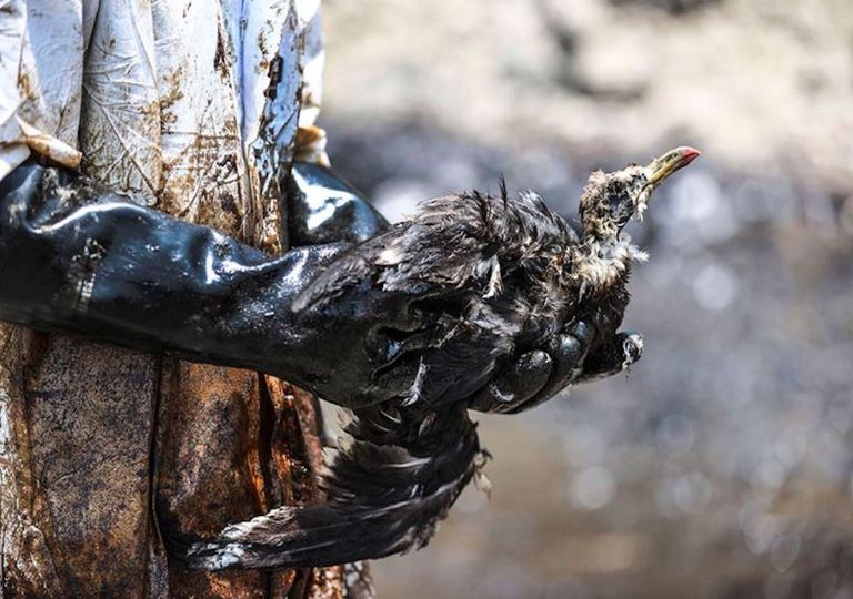 Vertido de petróleo en Perú: desastre ambiental, social y humanitario Vertido de petróleo en Perú: desastre ambiental, social y humanitario