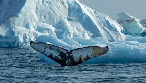 Derretimento do gelo na Groenl&acirc;ndia abre novas &aacute;reas para baleias gigantes