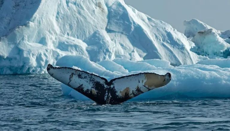 Derretimento do gelo na Groenl&acirc;ndia abre novas &aacute;reas para baleias gigantes