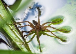 Des araignées géantes prospèrent à nouveau au Royaume-Uni ! Doit-on les craindre ? 