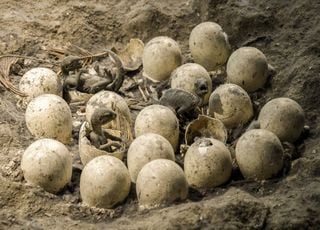 Des centaines d'oeufs de dinosaures d&eacute;couverts dans l'H&eacute;rault ! Une premi&egrave;re mondiale ?