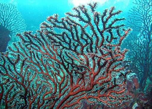 Des coraux résistants au changement climatique ? C'est le mystère que l'expédition Tara Coral compte percer !