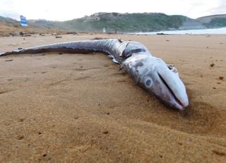 Des dizaines d'anguilles s'échouent dans le Finistère et les chercheurs ne savent pas pourquoi 