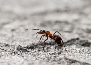 Acid-spitting ants invade the southern United States