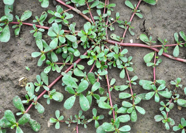 Climat: Des "mauvaises herbes" pour optimiser les cultures? Climat: Des "mauvaises herbes" pour optimiser les cultures?