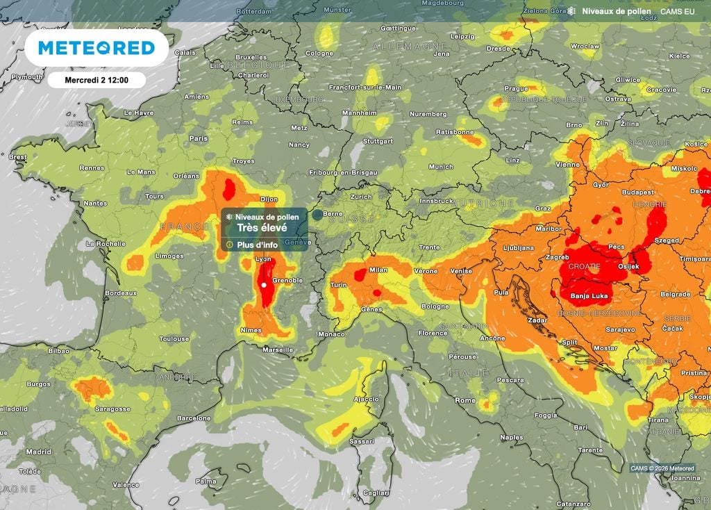 Des pollens d'ambroisies bien présents en vallée du Rhône.
