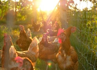 Des poules à la maison dans votre jardin : notre guide complet pour des poules heureuses chez vous ! 