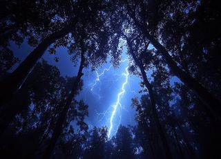 Des scientifiques découvrent que des arbres ont évolué afin de se faire foudroyer plus souvent !