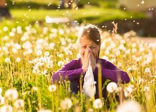 Des scientifiques japonais ont-ils découvert un remède contre le rhume des foins ?