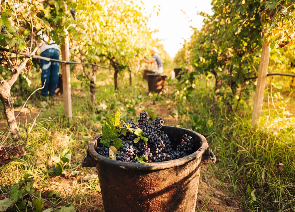Vendanges vin vigne prétexte