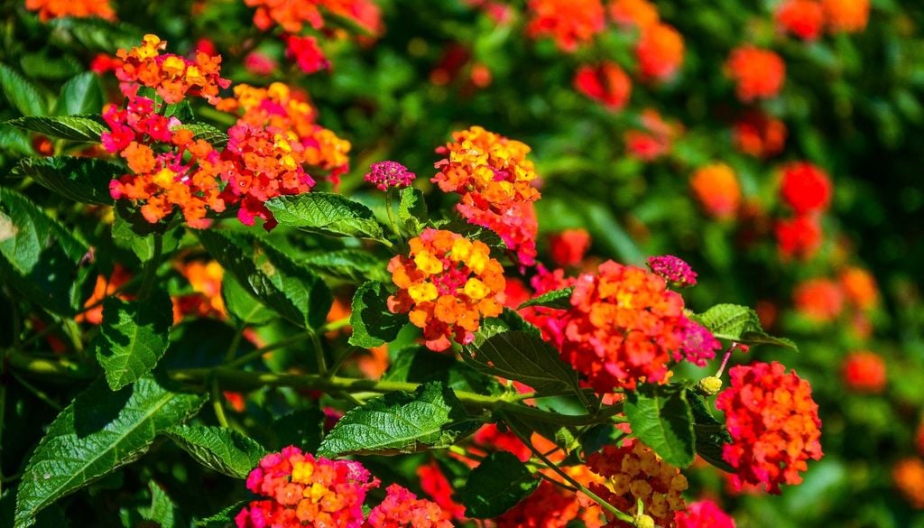plantas La lantana tiene una ventaja adicional: sus flores son fuente rica de néctar y atrae mariposas, abejas y picaflores.