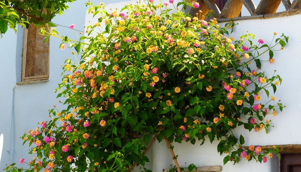 plantas Las hojas rugosas y de un verde intenso de la lantana sirven de marco perfecto para sus flores de colores brillantes.